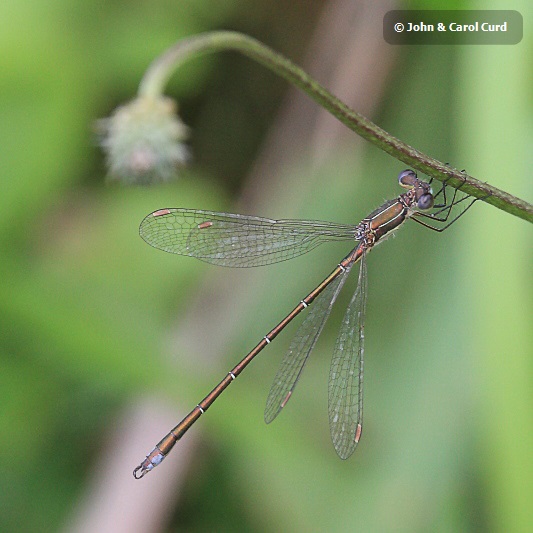 IMG_1517 Lestes virens vestalis.JPG